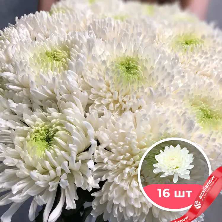 Фото 1: 16 белых одноголовых хризантем. Сервис доставки цветов AzaliaNow