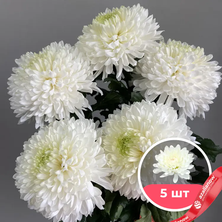 Фото 1: 5 белых одноголовых хризантем. Сервис доставки цветов AzaliaNow