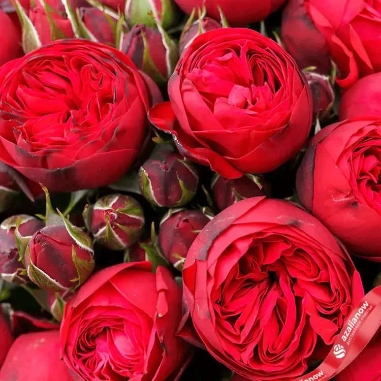 Фото 2: 9 кустовых пионовидных красных роз. Сервис доставки цветов AzaliaNow