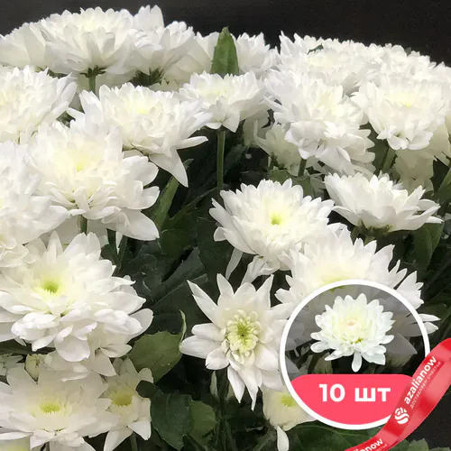 Фото 1: 10 белых кустовых хризантем. Сервис доставки цветов AzaliaNow