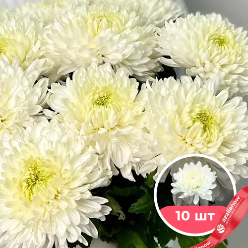 Фото 1: 10 белых одноголовых хризантем. Сервис доставки цветов AzaliaNow