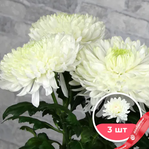 Фото 1: 3 белые одноголовые хризантемы. Сервис доставки цветов AzaliaNow