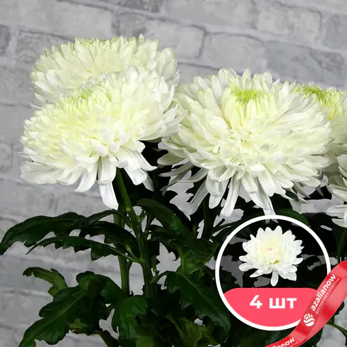 Фото 1: 4 белые одноголовые хризантемы. Сервис доставки цветов AzaliaNow