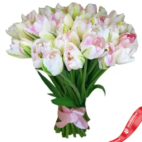 Фото 1: 51 бело розовый тюльпан. Сервис доставки цветов AzaliaNow