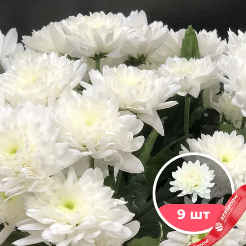 Фото 1: 9 белых кустовых хризантем. Сервис доставки цветов AzaliaNow