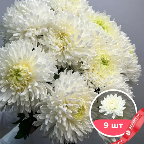 Фото 1: 9 белых одноголовых хризантем. Сервис доставки цветов AzaliaNow