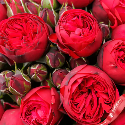 Фото 2: 11 кустовых пионовидных красных роз. Сервис доставки цветов AzaliaNow