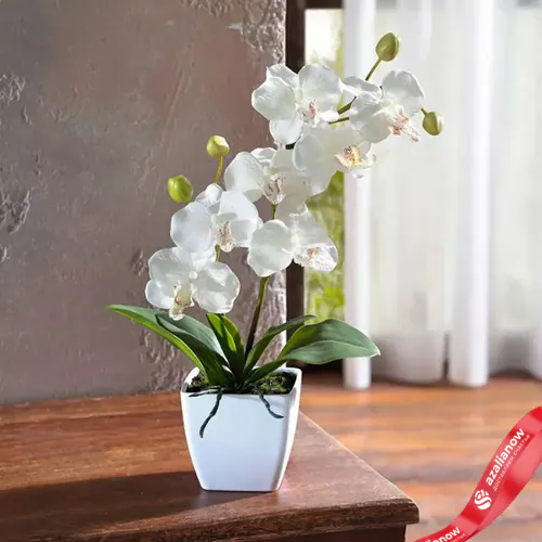 Фото 1: Очарование орхидеи. Сервис доставки цветов AzaliaNow