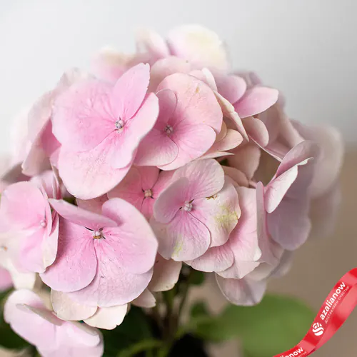 Фото 2: Розовая гортензия. Сервис доставки цветов AzaliaNow